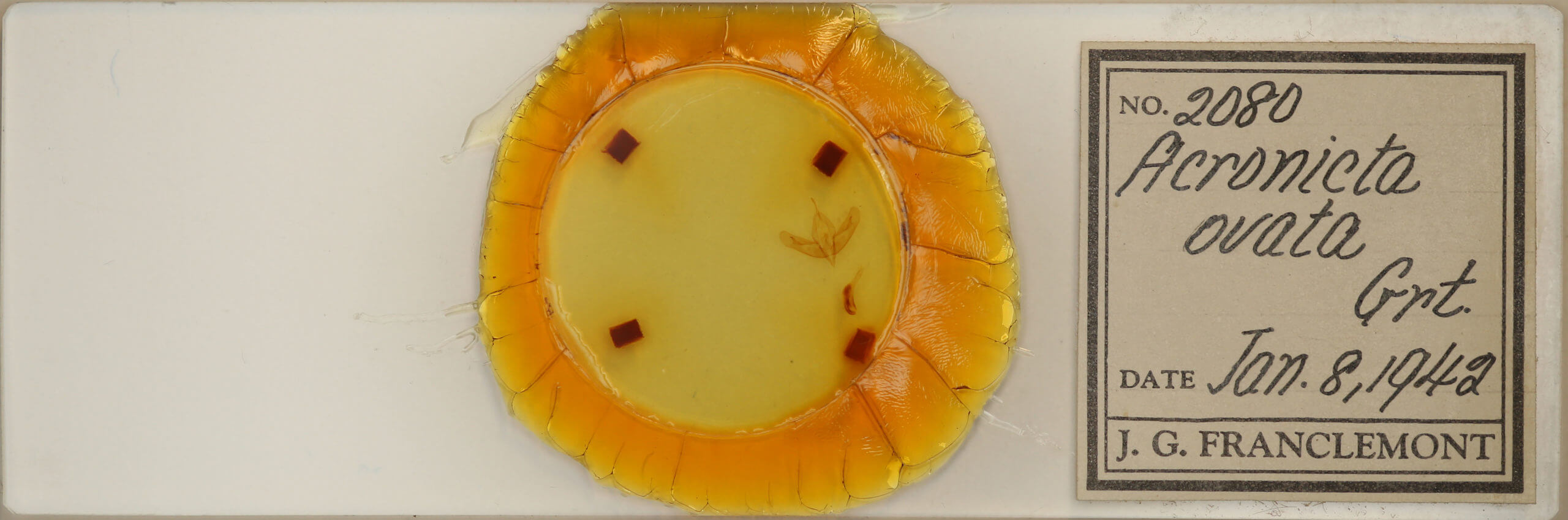 slide view of adult Acronicta ovata