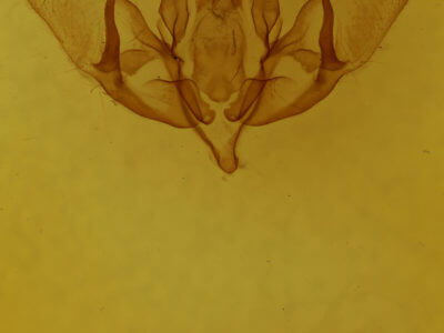 genitalia view of adult Acronicta lepusculina lepusculina