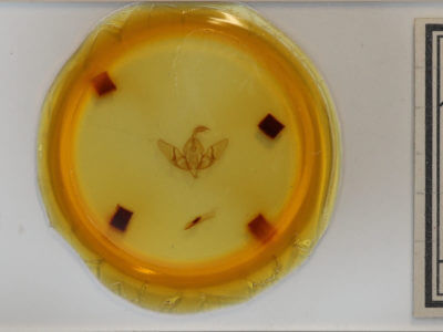 slide view of adult Acronicta lepusculina lepusculina