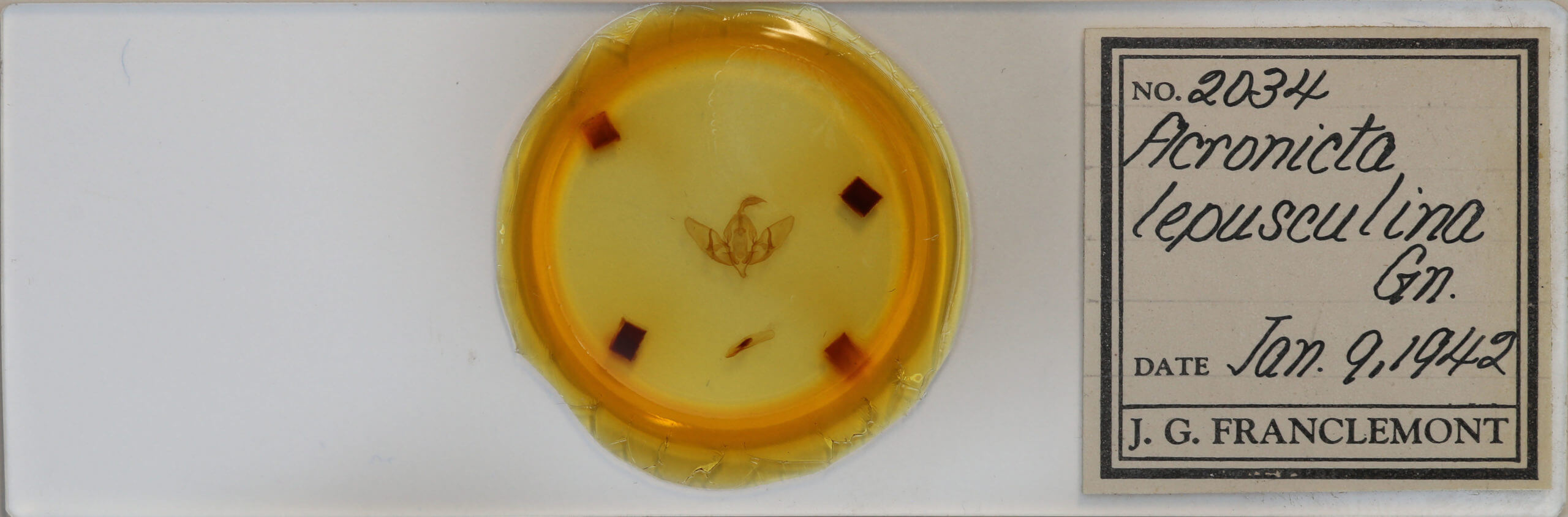 slide view of adult Acronicta lepusculina lepusculina