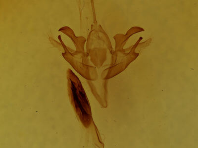 genitalia view of adult Acronicta retardata