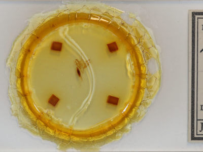 slide view of adult Acronicta retardata