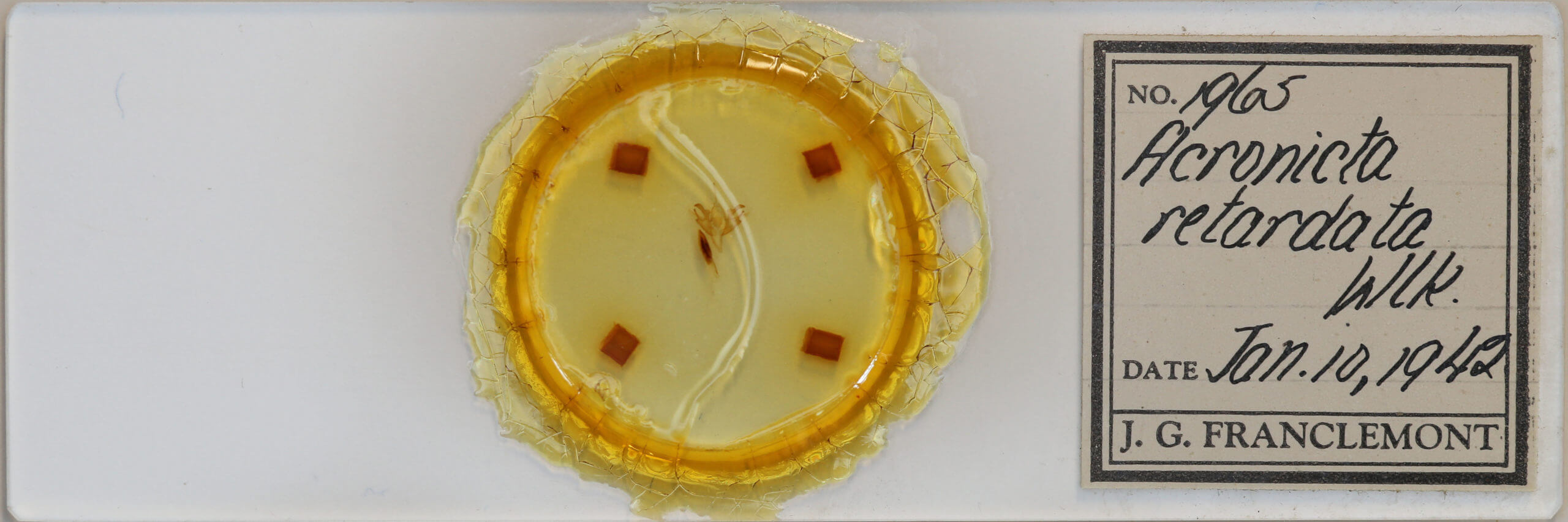 slide view of adult Acronicta retardata