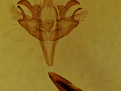 genitalia view of adult Acronicta retardata