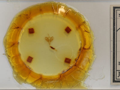 slide view of adult Acronicta retardata