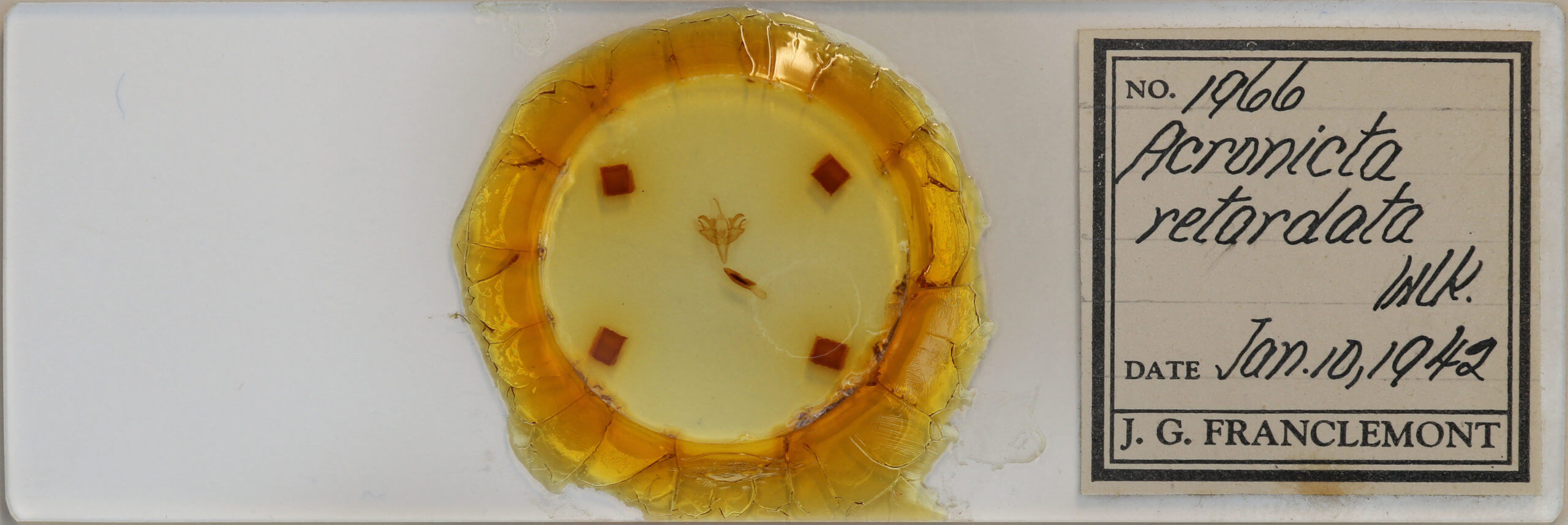 slide view of adult Acronicta retardata