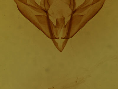 genitalia view of adult Acronicta sperata