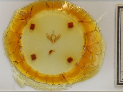 slide view of adult Acronicta sperata