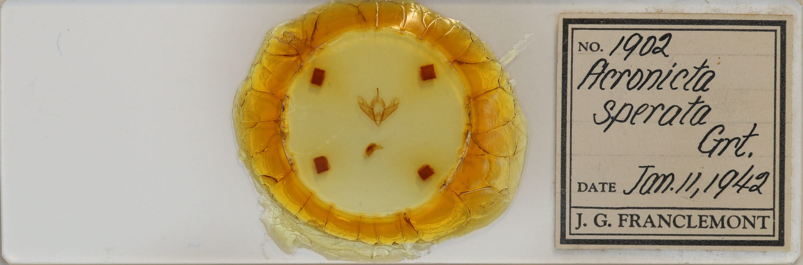 slide view of adult Acronicta sperata