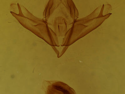 genitalia view of adult Acronicta sperata