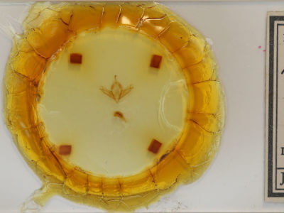 slide view of adult Acronicta sperata