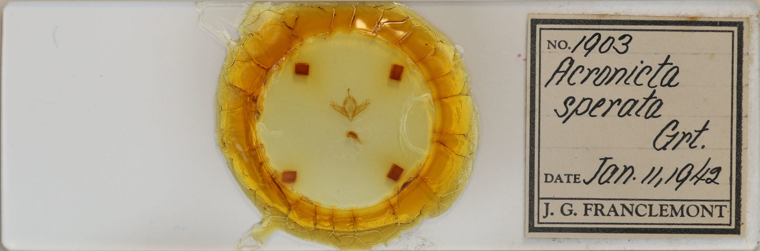 slide view of adult Acronicta sperata