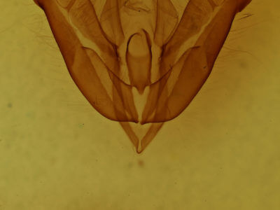 genitalia view of adult Acronicta hamamelis