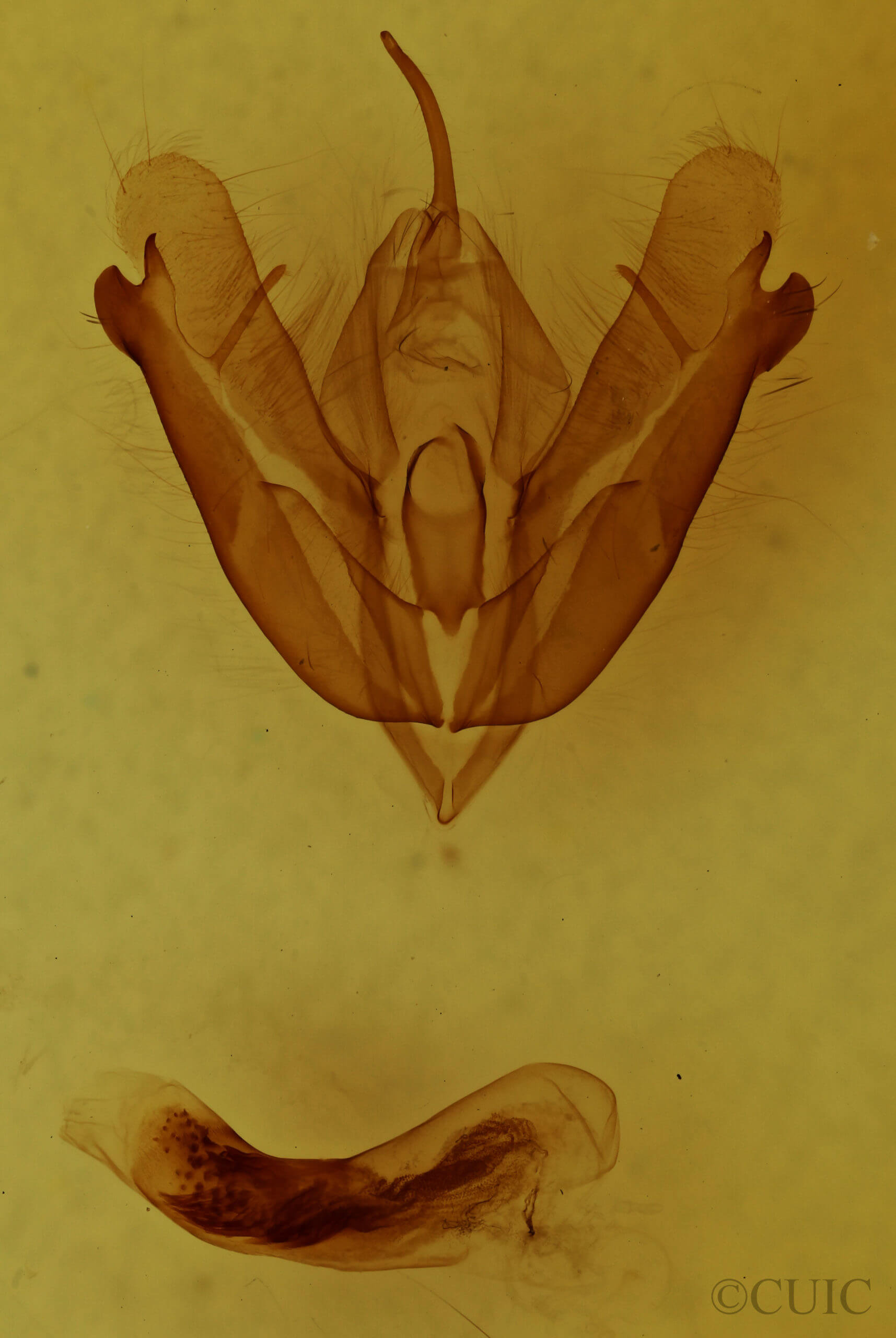 genitalia view of adult Acronicta hamamelis