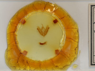 slide view of adult Acronicta hamamelis