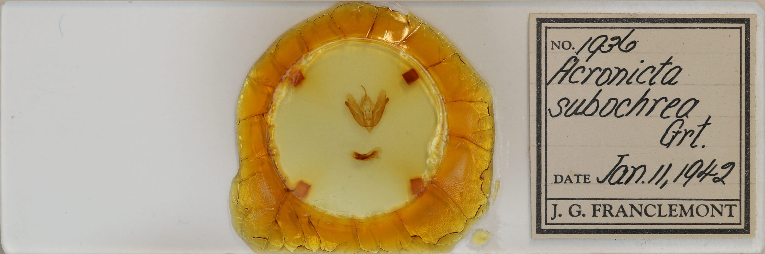 slide view of adult Acronicta hamamelis