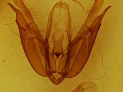 genitalia view of adult Acronicta superans