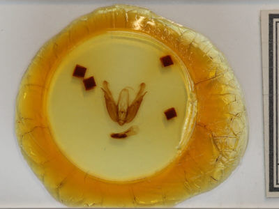 slide view of adult Acronicta superans