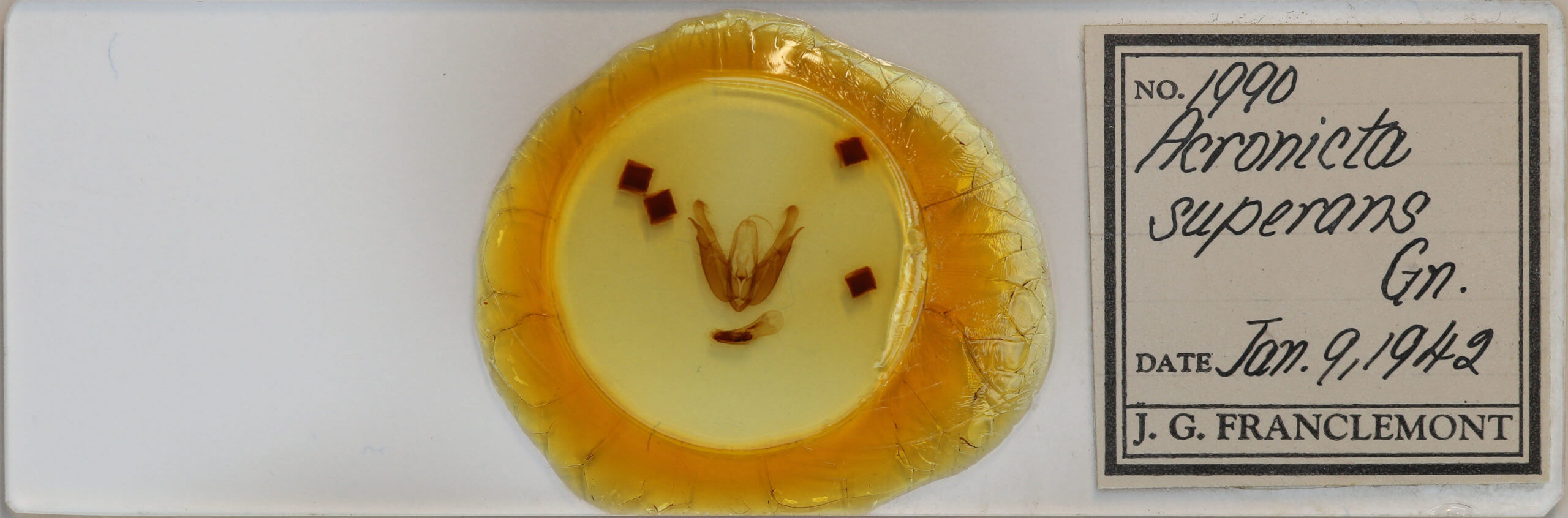 slide view of adult Acronicta superans