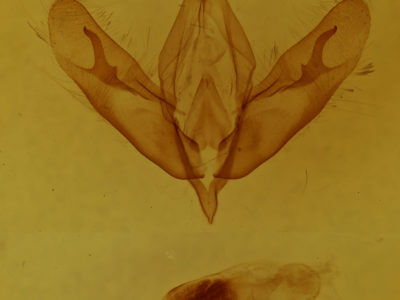 genitalia view of adult Acronicta tristis