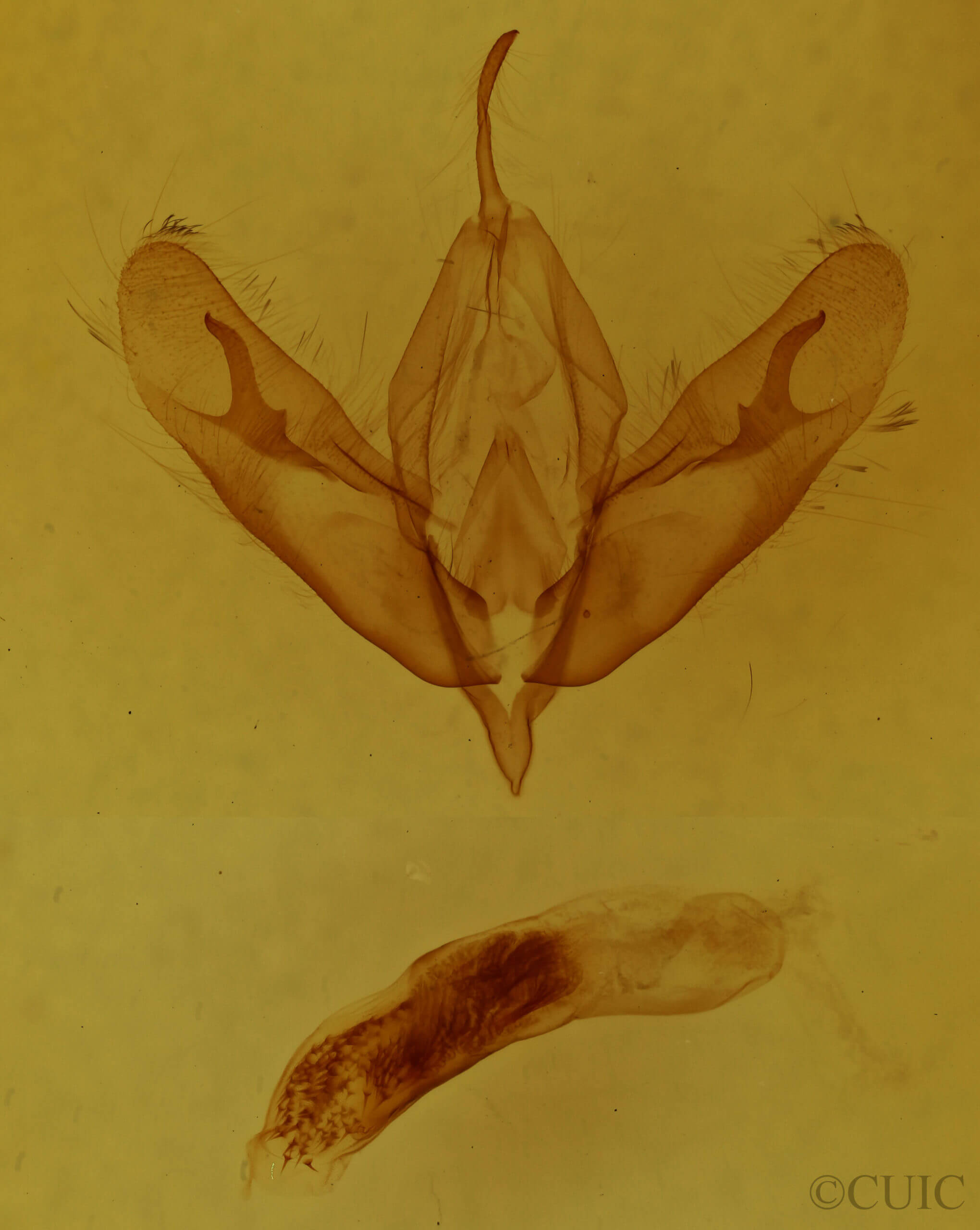 genitalia view of adult Acronicta tristis
