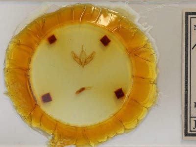 slide view of adult Acronicta tristis