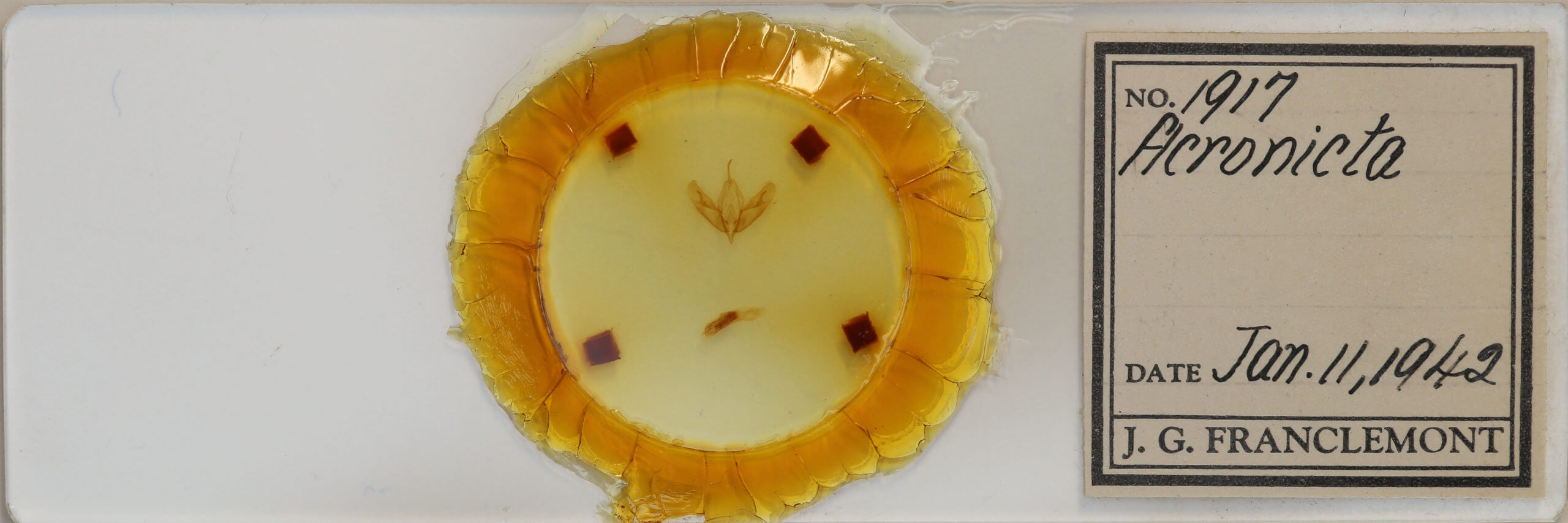 slide view of adult Acronicta tristis