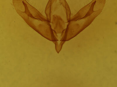 genitalia view of adult Acronicta tristis