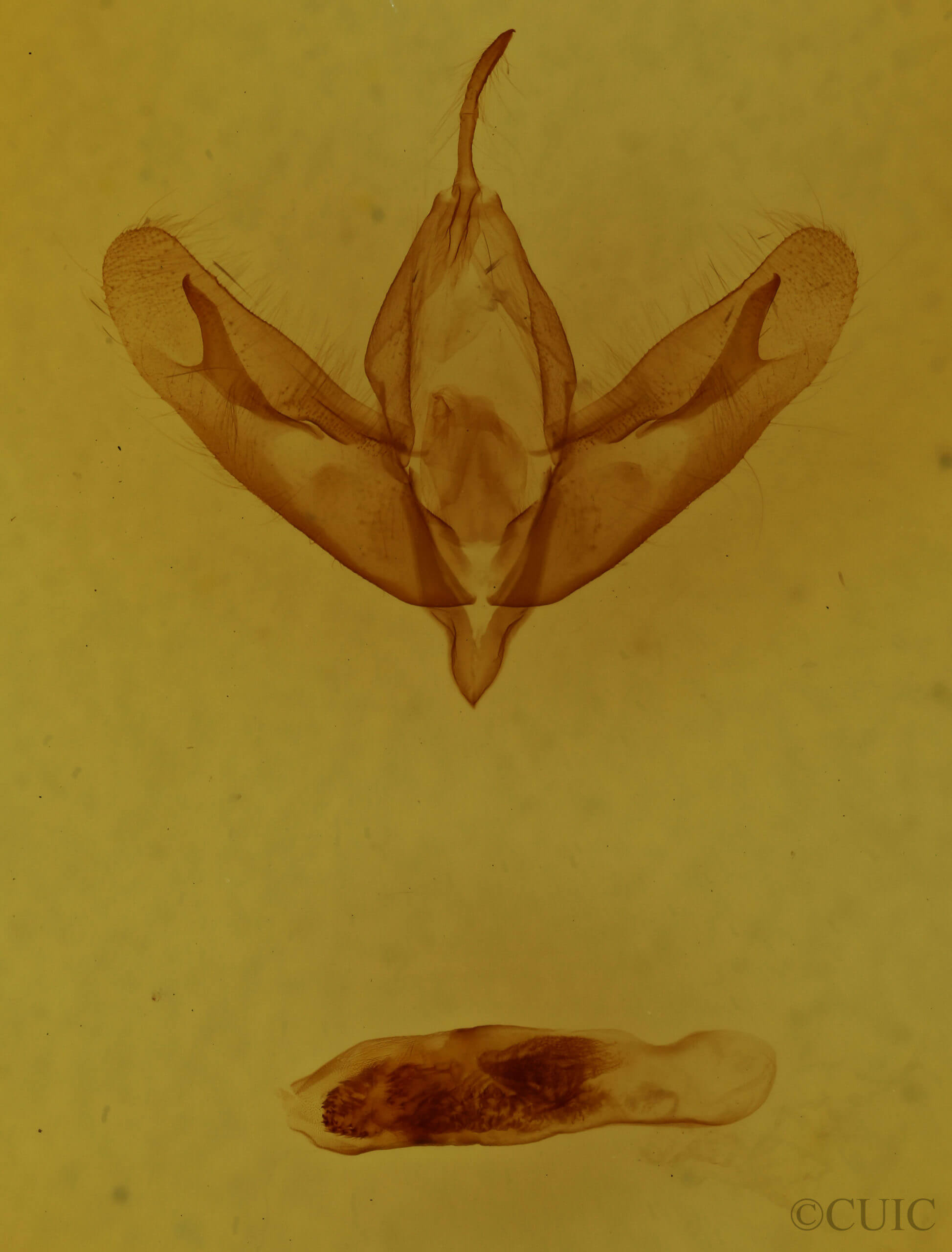 genitalia view of adult Acronicta tristis