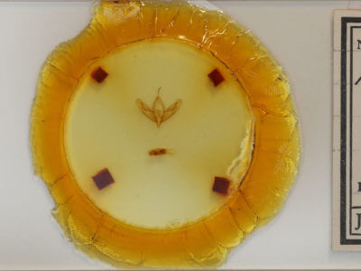 slide view of adult Acronicta tristis