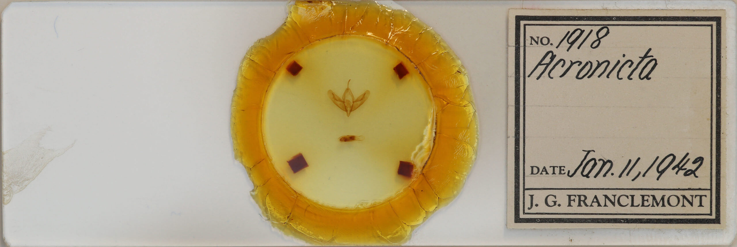 slide view of adult Acronicta tristis