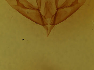 genitalia view of adult Acronicta tristis