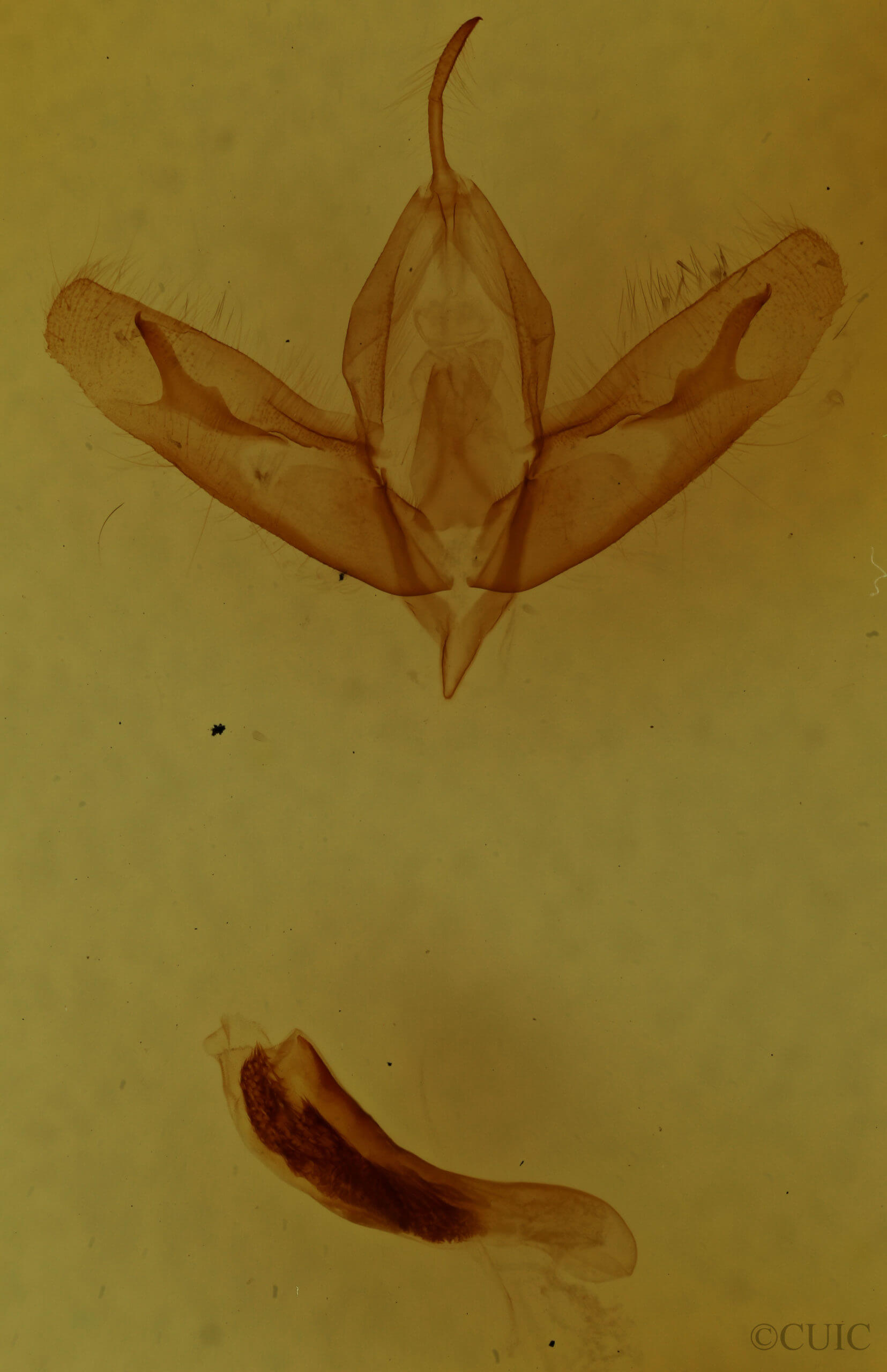 genitalia view of adult Acronicta tristis