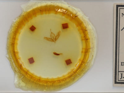 slide view of adult Acronicta tristis