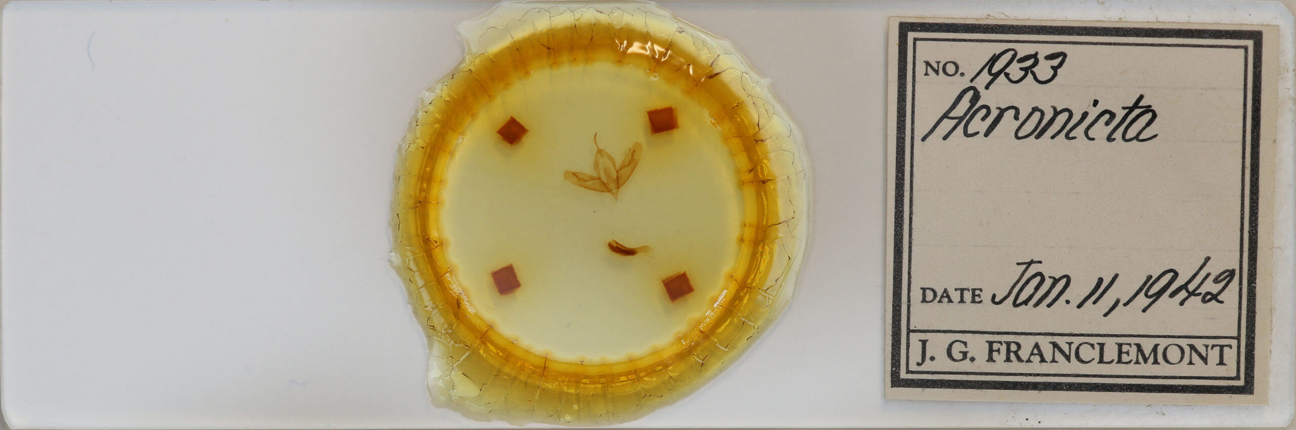 slide view of adult Acronicta tristis