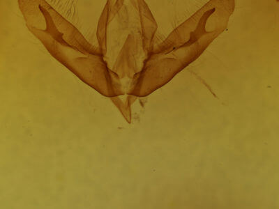 genitalia view of adult Acronicta tristis