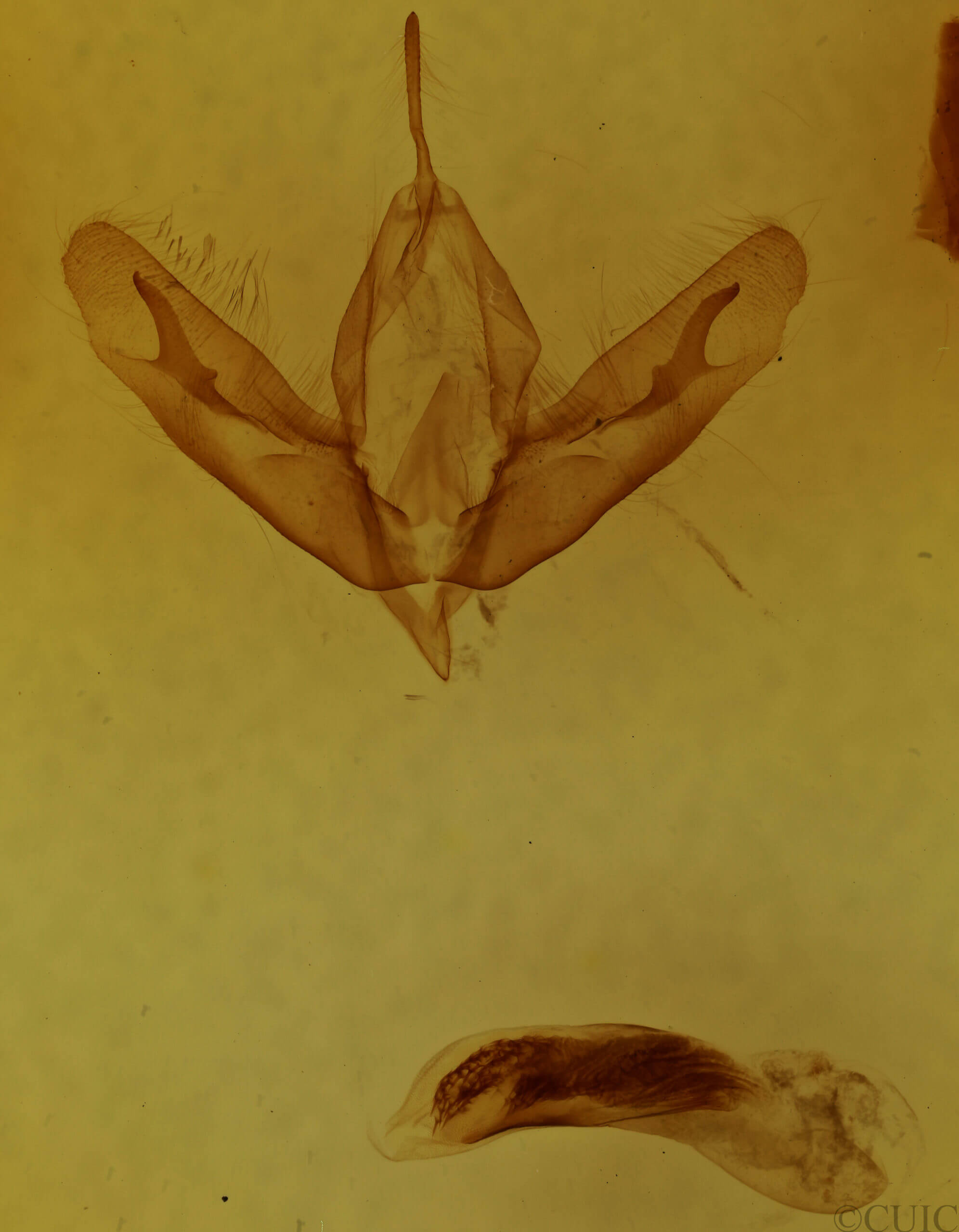 genitalia view of adult Acronicta tristis