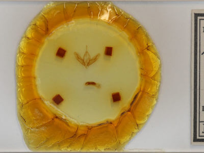 slide view of adult Acronicta tristis