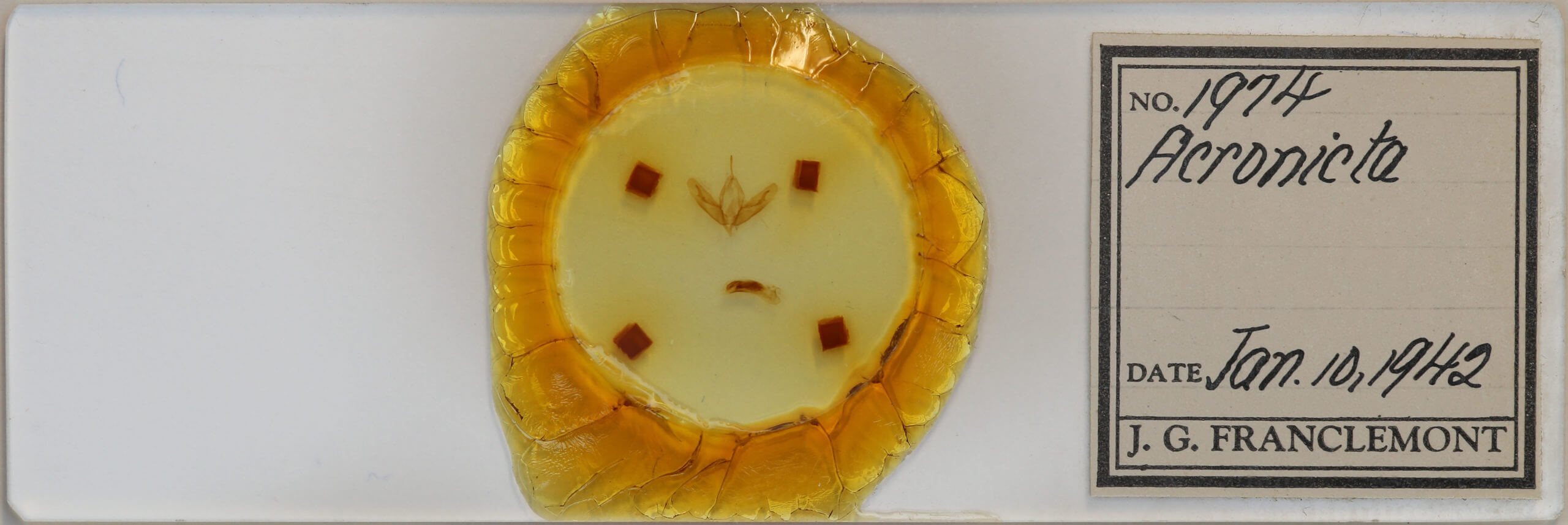 slide view of adult Acronicta tristis