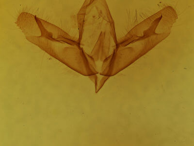 genitalia view of adult Acronicta tristis