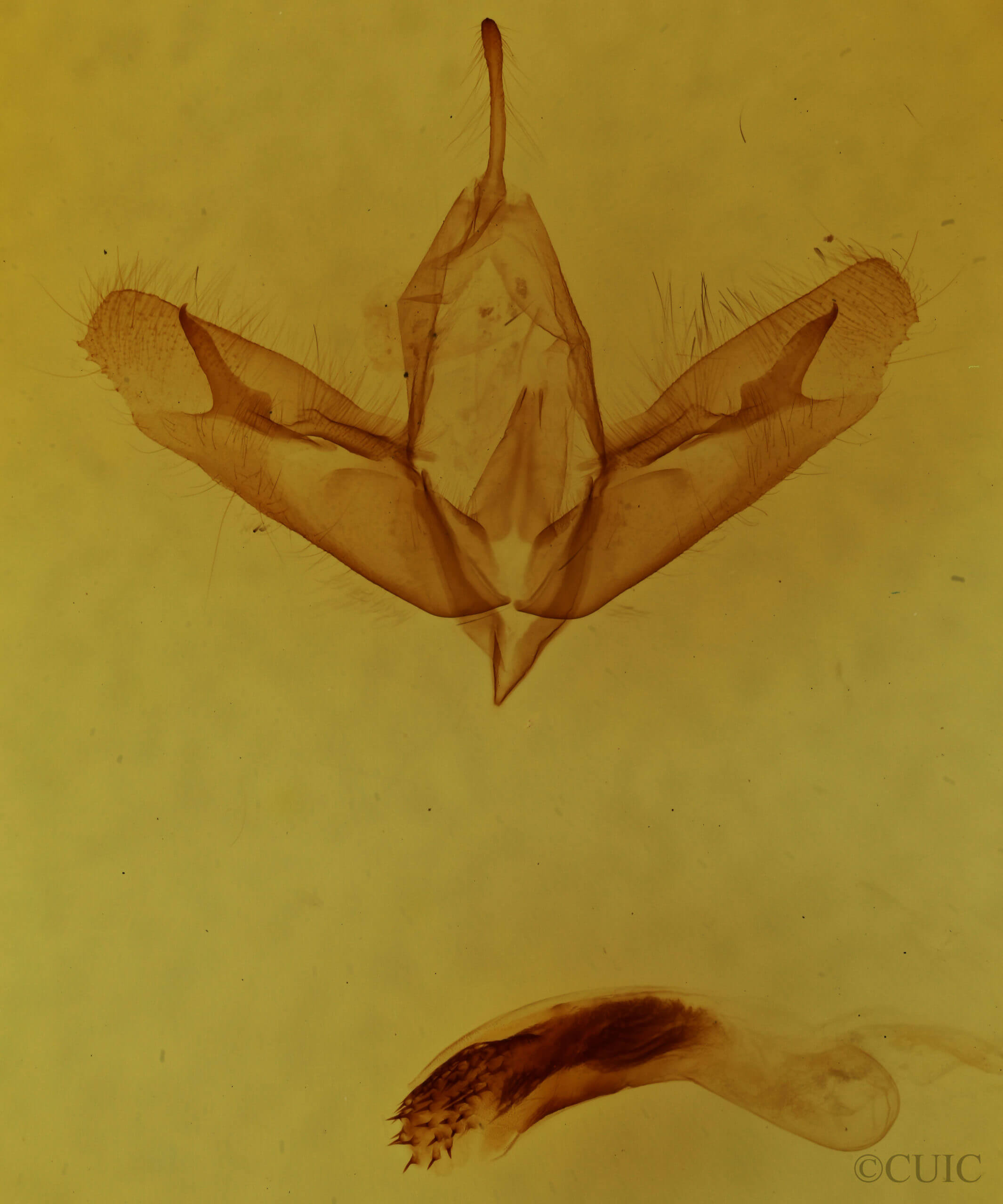 genitalia view of adult Acronicta tristis