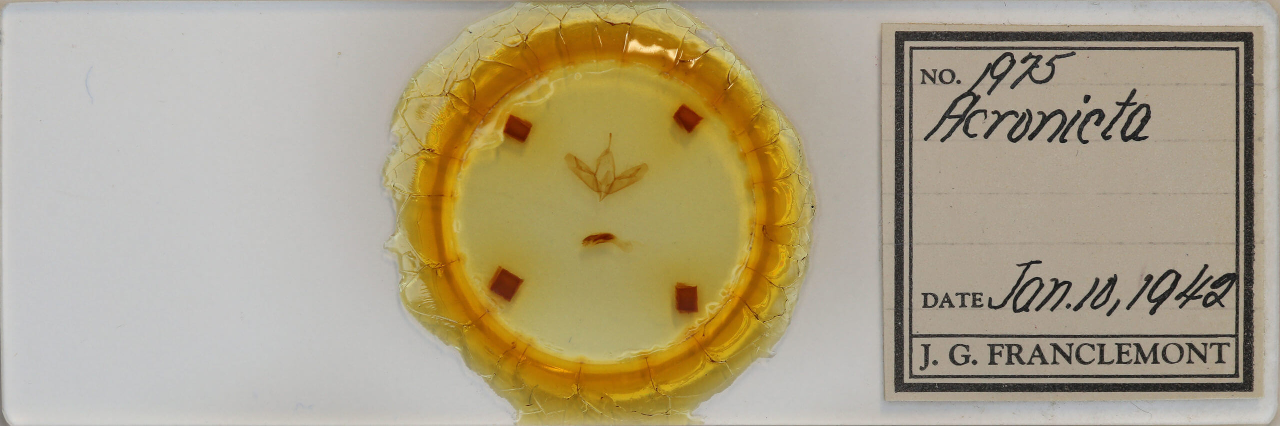 slide view of adult Acronicta tristis