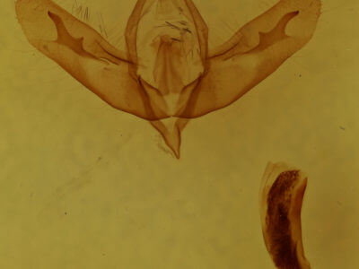 genitalia view of adult Acronicta tristis