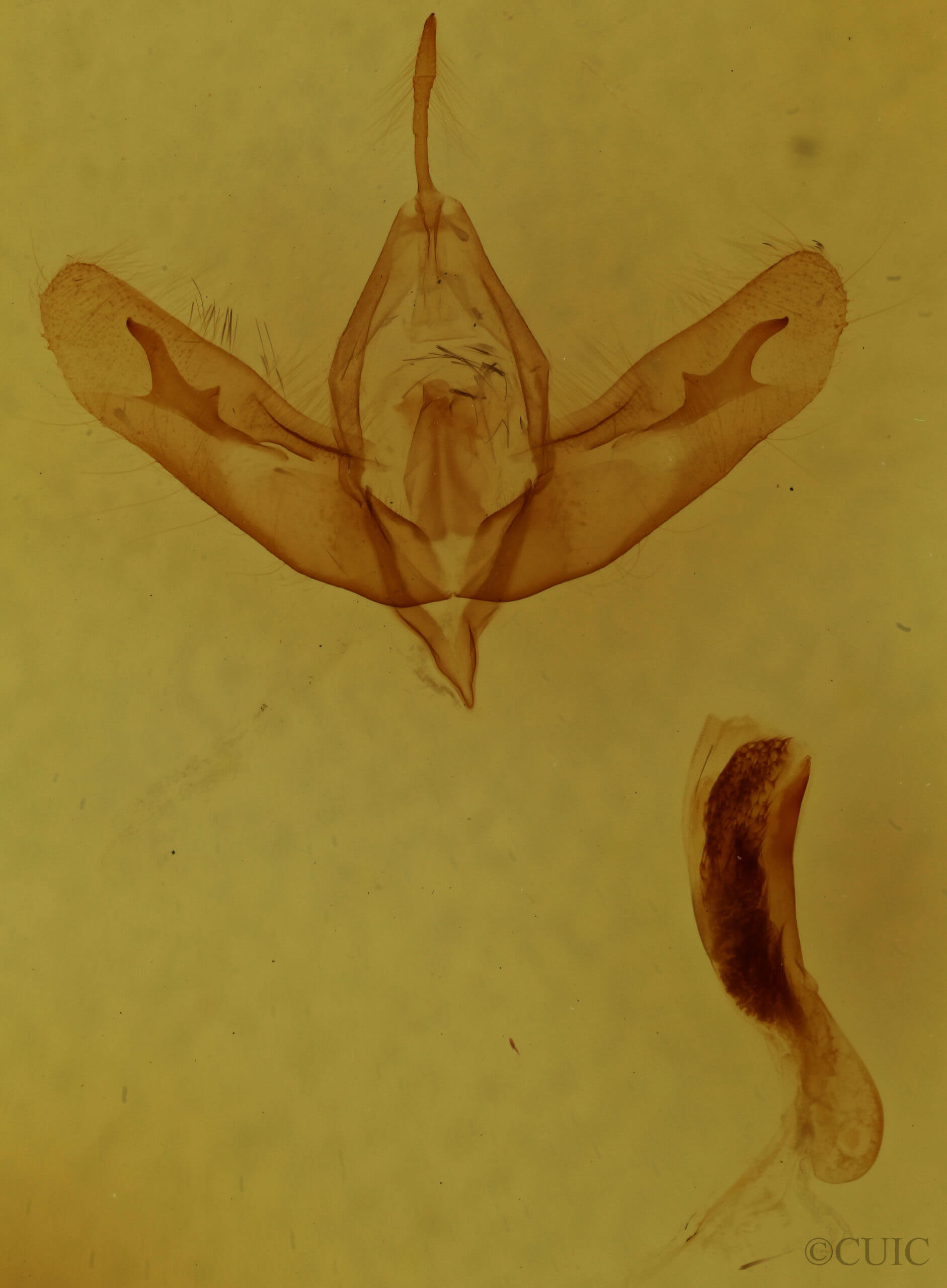 genitalia view of adult Acronicta tristis