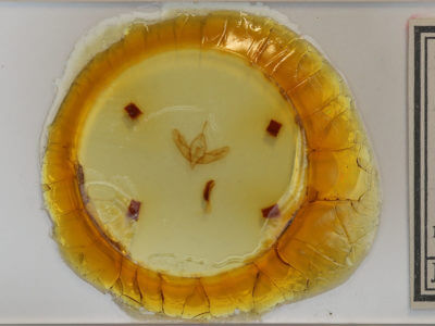 slide view of adult Acronicta tristis