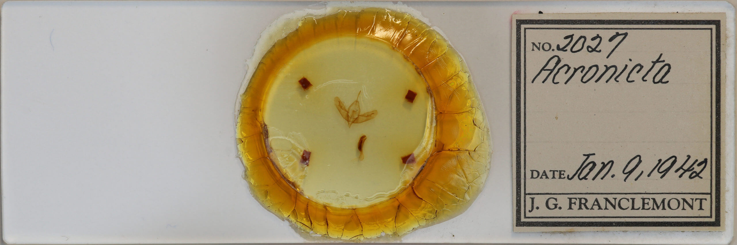 slide view of adult Acronicta tristis