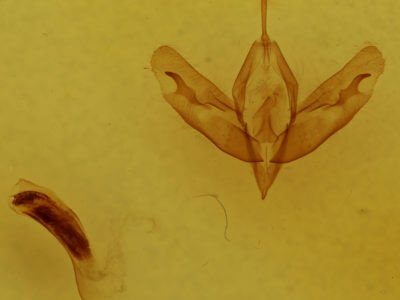 genitalia view of adult Acronicta tristis