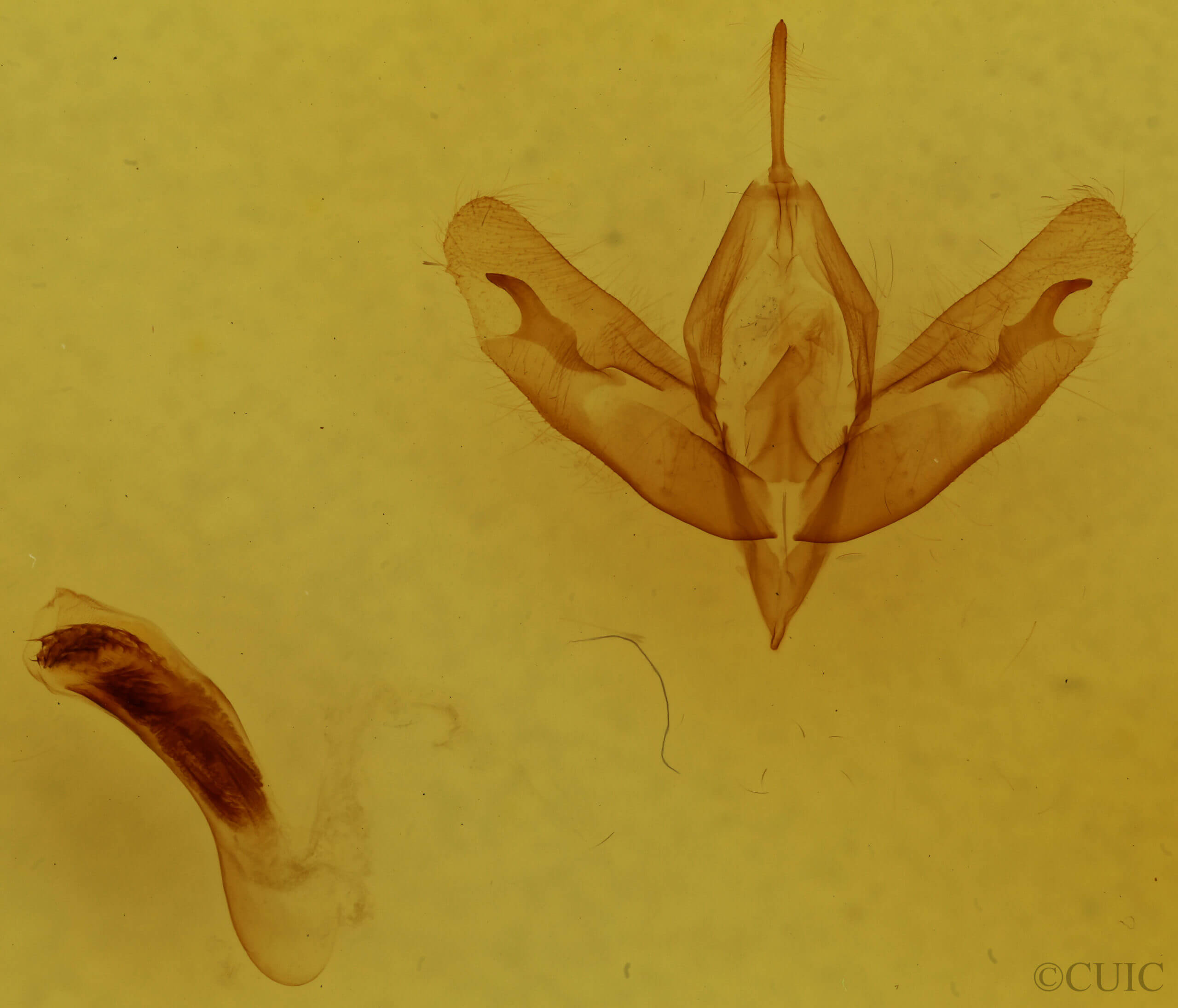 genitalia view of adult Acronicta tristis