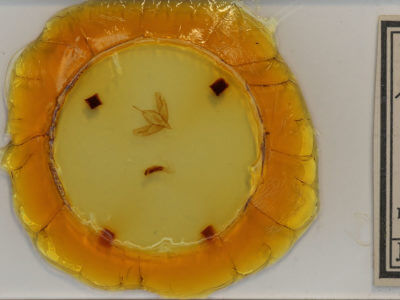 slide view of adult Acronicta tristis