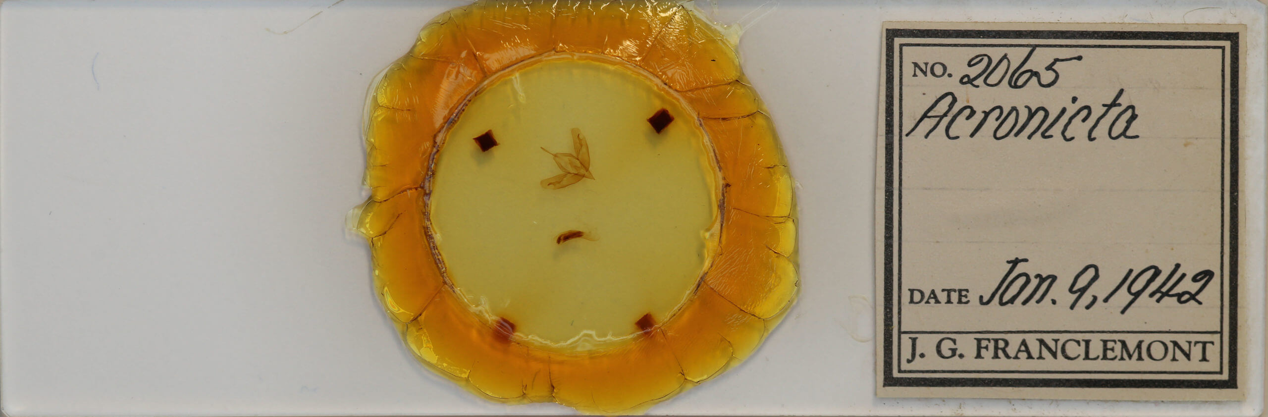 slide view of adult Acronicta tristis